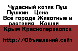 Чудесный котик Пуш-Пушкин › Цена ­ 1 200 - Все города Животные и растения » Кошки   . Крым,Красноперекопск